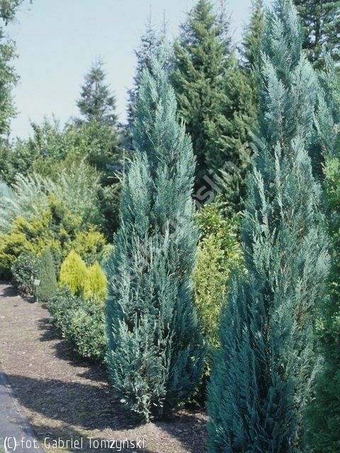 Chamaecyparis lawsoniana ’Columnaris’ - Kék oregoni hamisciprus, fld. 100/125 cm