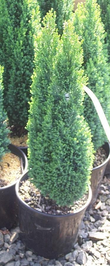 Chamaecyparis lawsoniana \'Ellwoods Empire - Oregoni hamisciprus fld 80-100cm 