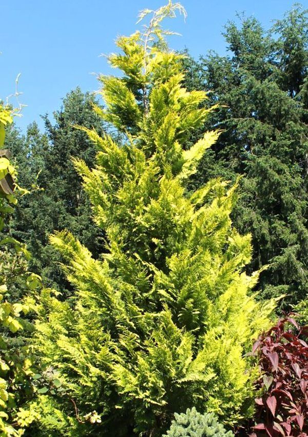 Chamaecyparis lawsoniana 'Ivonne' - Arany oregoni hamisciprus 150-175cm