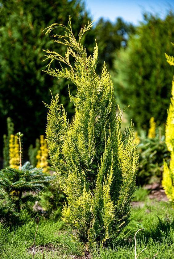 Chamaecyparis lawsoniana 'Ivonne' - Arany oregoni hamisciprus 150-175cm