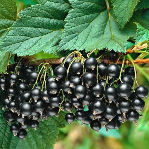 Ribes nigrum 'Titania' - Fekete ribizli 