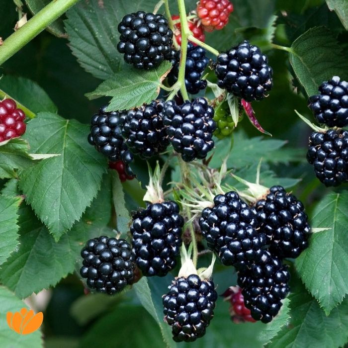 Rubus fruticosus \'Thornfree\' - Tüskétlen fekete szeder 