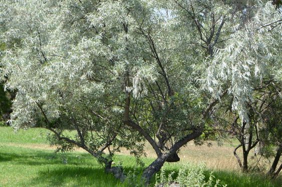  Elaeagnus angustifolia – Keskenylevelű ezüstfa 