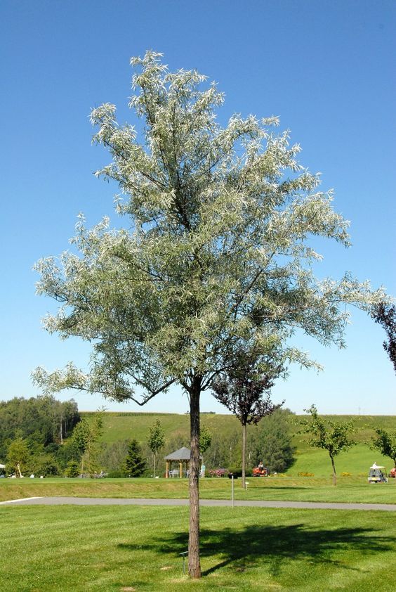  Elaeagnus angustifolia – Keskenylevelű ezüstfa 