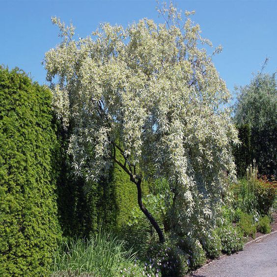  Elaeagnus angustifolia – Keskenylevelű ezüstfa 