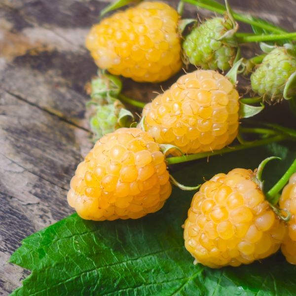 Rubus idaeus ' Twotimer Sugana Yellow' - Kétszer érő sárga málna 