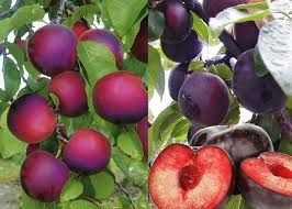 Aprisali kajsibarack, szabadgyökeres oltvány