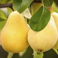Árpával érő körte , szabadgyökeres oltvány