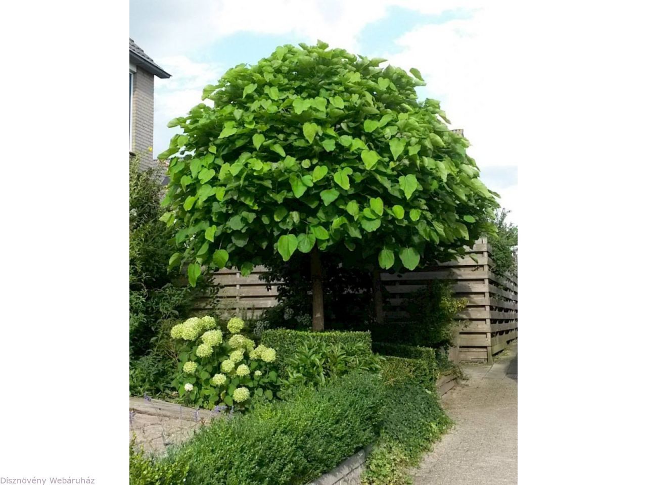 Catalpa bignonioides 'Nana' - Gömb szivarfa