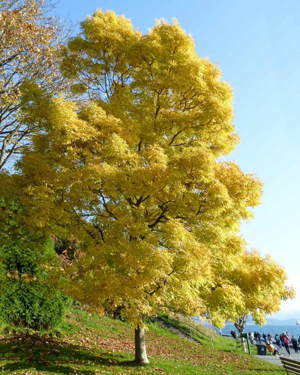 Fraxinus excelsior "Jaspidea"-aranykőris