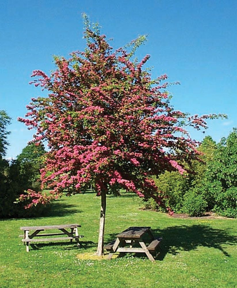 Crataegus laevigata 'Paul's Scarlet' - Kárminpiros virágú galagonya, szabadgyökerű