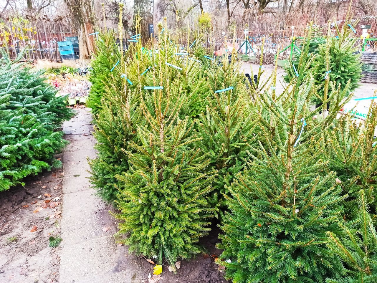 Picea abies - Lucfenyő 175-200 cm