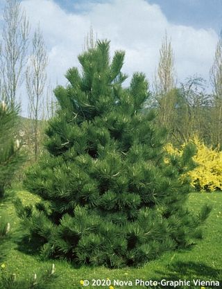 Pinus nigra - feketefenyő 125-150