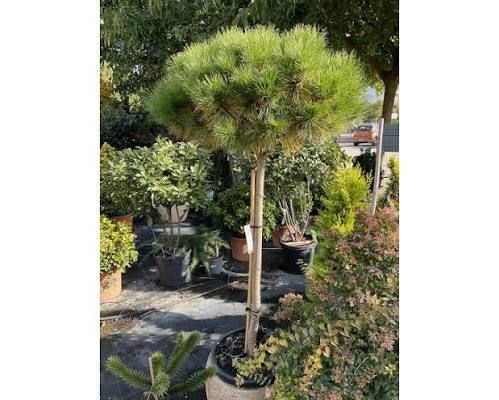 Pinus nigra 'Brepo'- törpe feketefenyő, K30, törzsre oltott Pinus nigra 'Brepo'- törpe feketefenyő, K30, törzsre oltott