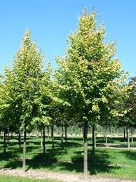 Tilia europea ' Pallida'- Európai hárs