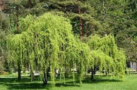 Salix matsudana (babylonica) 'Tortuosa' - Spirálfűz