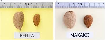 Makako öntermékeny mandula, szabadgyökeres oltvány 