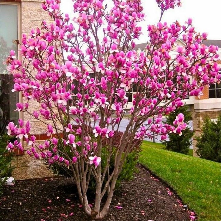 Magnolia x soulangeana 'Rustica Rubra' – Nagyvirágú liliomfa, földlabdás