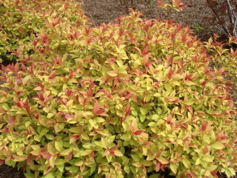 Spiraea japonica 'Godlgflame' – Sárga lombú gyöngyvessző