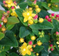 Hypericum 'Magic Marbles Red' / Bogyós orbáncfű Hypericum 'Magic Marbles Red' / Bogyós orbáncfű