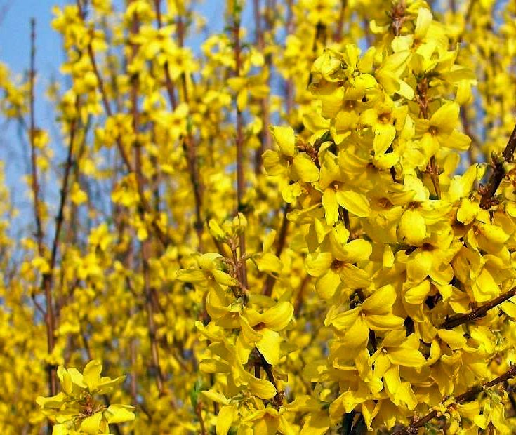 Forsythia x intermedia 'Minigold' – Törpe aranycserje Forsythia x intermedia 'Minigold' – Törpe aranycserje
