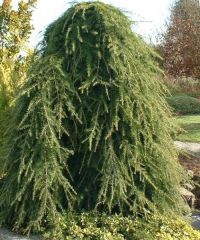 Cedrus deodora 'Pendula' - Csüngő himalájai cédrus K 18 