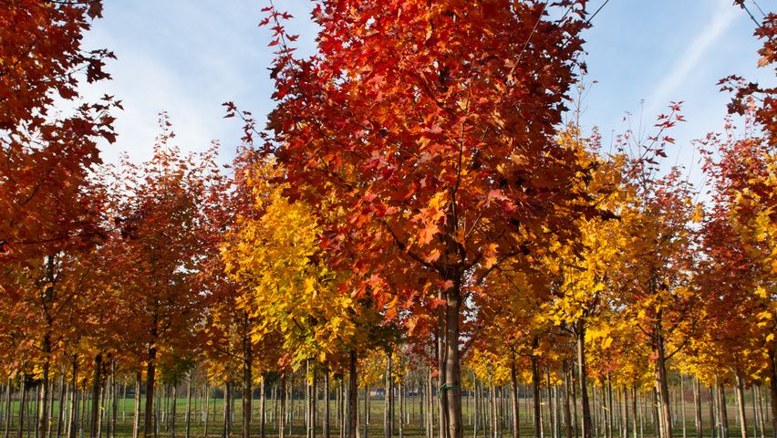 Acer ‘Norwegian Sunset’ - Skarlátvörös őszi lombszínű hibrid juharfa Tk10/14 FL Acer ‘Norwegian Sunset’ - Skarlátvörös őszi lombszínű hibrid juharfa Tk10/14 FL