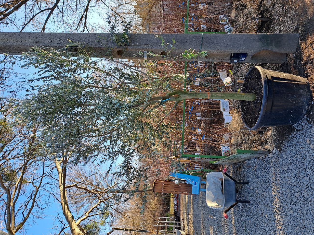 Olea europea- Európai olajfa K110 Tk20/25 Olea europea- Európai olajfa K110 Tk20/25