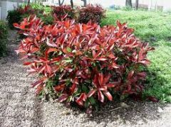 Photinia x fraseri 'Red Select' - tűzpiros korallberkenye, fld.150/175 cm