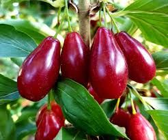 Cornus mas 'Wydubieckij' - húsos som Cornus mas 'Wydubieckij' - húsos som