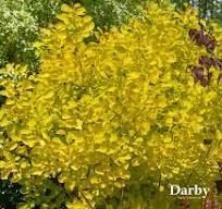 Cotinus coggygria ' Golden Lady' - cserszömörce Cotinus coggygria ' Golden Lady' - cserszömörce