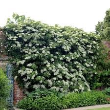 Hydrangea anomala subs. petiolaris - kúszó hortenzia Hydrangea anomala subs. petiolaris - kúszó hortenzia