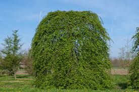 Carpinus betulus 'ípendula' - csüngő ágú gyertyán Carpinus betulus 'ípendula' - csüngő ágú gyertyán