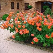 Orange climber futórózsa Orange climber futórózsa