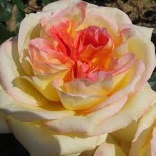 Rose henry teahibrid rózsa Rose henry teahibrid rózsa