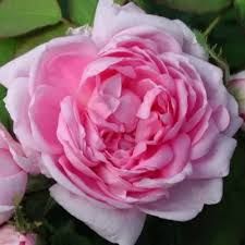 Marie floribunda rózsa Marie floribunda rózsa