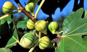 Ficus carica 'Panache' - tigriscsíkos füge, K25, 180-200cm Ficus carica 'Panache' - tigriscsíkos füge, K25, 180-200cm