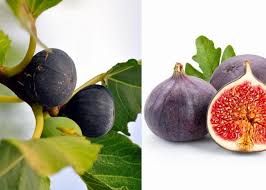 Ficus carica 'Brogiotto Nero' - lila fügefa, K25, Tm 120, 180-200 cm Ficus carica 'Brogiotto Nero' - lila fügefa, K25, Tm 120, 180-200 cm
