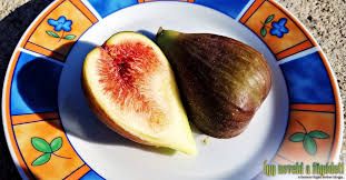 Ficus carica 'Ceglédi óriás' - füge bokor Ficus carica 'Ceglédi óriás' - füge bokor