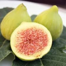 Ficus carica 'Dottato' - füge bokor, K3 Ficus carica 'Dottato' - füge bokor, K3