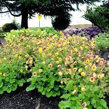Geum 'Tempo Yellow' - gyömbérgyökér Geum 'Tempo Yellow' - gyömbérgyökér