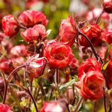 Geum 'Tempo Coral' - gyömbérgyökér Geum 'Tempo Coral' - gyömbérgyökér