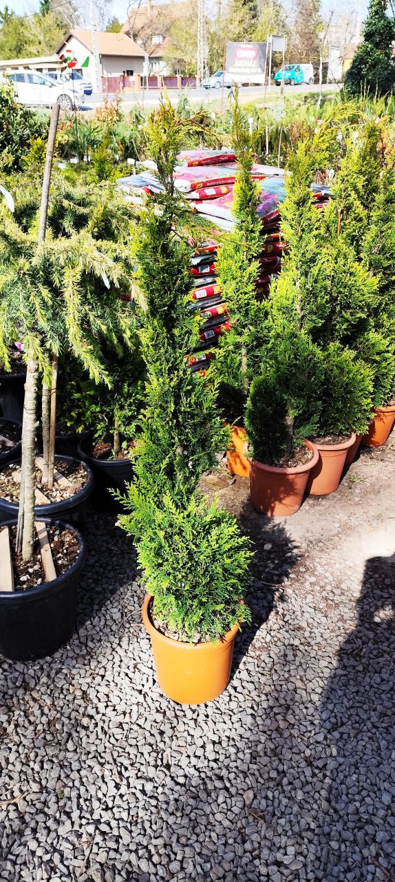 Cupressocyparis leylandii 'Castlewellan Gold'- Leylandi ciprus , SPIRAL Cupressocyparis leylandii 'Castlewellan Gold'- Leylandi ciprus , SPIRAL