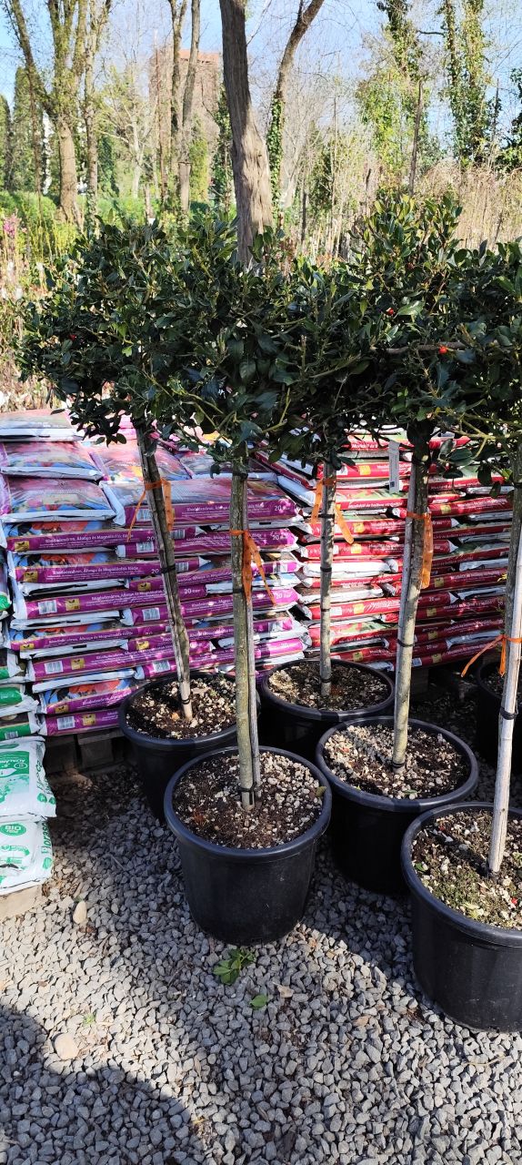 Ilex mutchagara Nellie R Stevens - Magyal, Tm100 Ilex mutchagara Nellie R Stevens - Magyal, Tm100