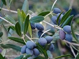 Olea europea 'Frantoio'- Európiai olajfa, K7 , Tm100 Olea europea 'Frantoio'- Európiai olajfa, K7 , Tm100