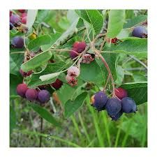 Amelanchier spicata 'Saskalate' - kisbogyójú fanyarka