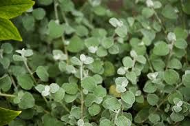 Kereklevelű szalmagyopár, csüngő levél dísznövény