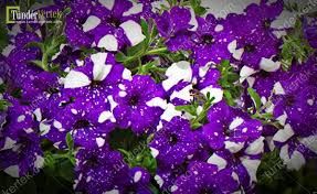 Csüngő petunia