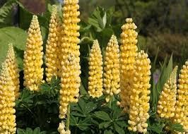 Lupinus 'The Chandelier' - Csillagfürt, sárga Lupinus 'The Chandelier' - Csillagfürt, sárga