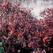 Itea virginica 'Love Chid' - virginiai ördögfűz